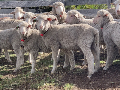 Sheep in Chile using SmartShepherd