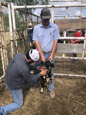 Goats and SmartShepherd in Texas