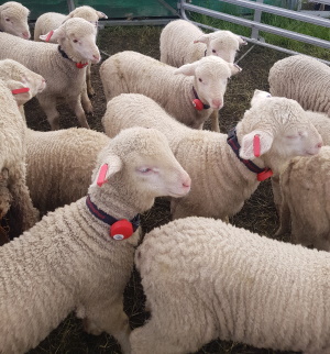 Sheep in New Zealand with SmartShepherd collars