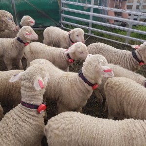 Moutere station sheep wearing SmartShepherd collars
